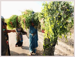 Population locale en Inde, visite du Triangle d'OR, travail des femmes en Inde, fourrage des bêtes