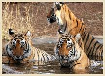 Visite Sariska National Park en Inde