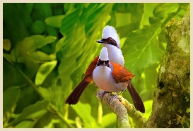 Keoladeo Ghana sanctuaire des oiseaux en Inde