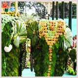 Jaipur, processions d’éléphants, compétitions, spectacle culturel, danses et marionnettes