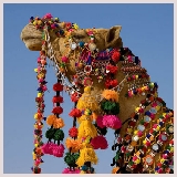 Foire aux chameaux en Inde