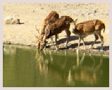 Visite du parc national Dudhwa au pied de l'Himalaya népalais, jungle de nombreux tigres et herbivores. Jeep safari