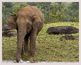 Visite du parc national Jim Corbett, réserve de tigres, léopard, éléphants située dans les contreforts de l'Himalaya