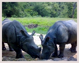 Visite du parc Kaziranga au bord de l'Himalaya avec jeep et elephant safari, observation des oiseaux