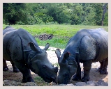 Visite du parc Kaziranga au bord de l'Himalaya avec jeep et elephant safari, observation des oiseaux