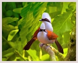 Visite de Keoladeo Ghana Bird sanctuary situé sur les bords du désert du Thar très connu comme sanctuaire d'oiseaux de Bharatpur. balade à vélo, balade sur le lac, Rickshaw ou marche