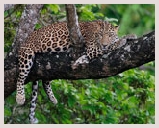 Visite du parc national Rajaji, réserve de tigres et d'éléphants,léopard, située sur les collines de l'Himalaya