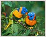 Visite du parc national Ranganathittu Bird Sanctuary situé dans l'état indien du sud de Karnataka, sanctuaire d'oiseaux. Balade bateau, observation des oiseaux