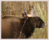 Visite du parc Royal Chitwan au pied de l'Himalaya. Canoë, observation des oiseaux, visite guidée, safari elephant