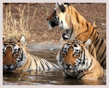 Visite du parc Sariska situé le long du district d'Alwar du Rajasthan. Jeep safari et balade bateau dans le parc