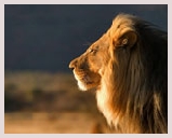 Visite du parc Sasan Gir, situé dans le Gujarat, dernière population au monde de lions d'Asie, ancêtres des lions d'Afrique. Lion safari, jeep safari, excursions