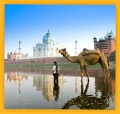 Balade à dos de dromadaire à Agra devant le mausolée Taj Mahal dans l'Uttar Pradesh